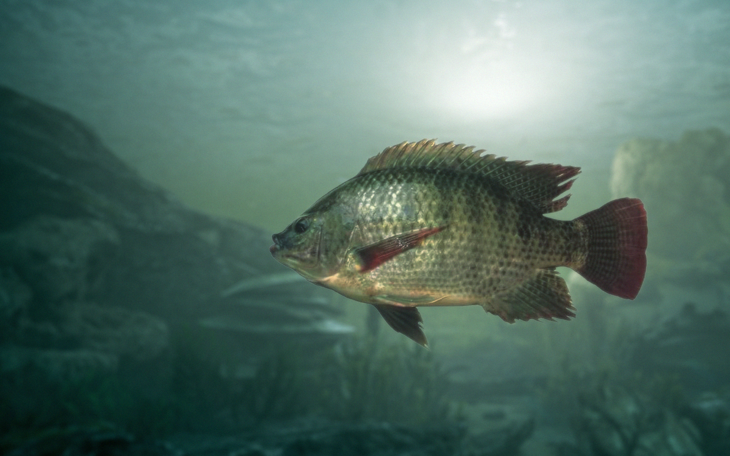 Tilapia Media Center